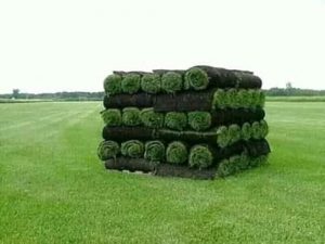 Instant lawn installation in cape town