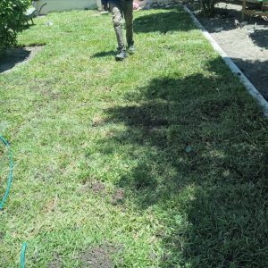roll on instant lawn installation company in cape town