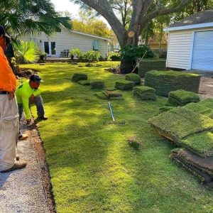 natural lawn installers in cape town