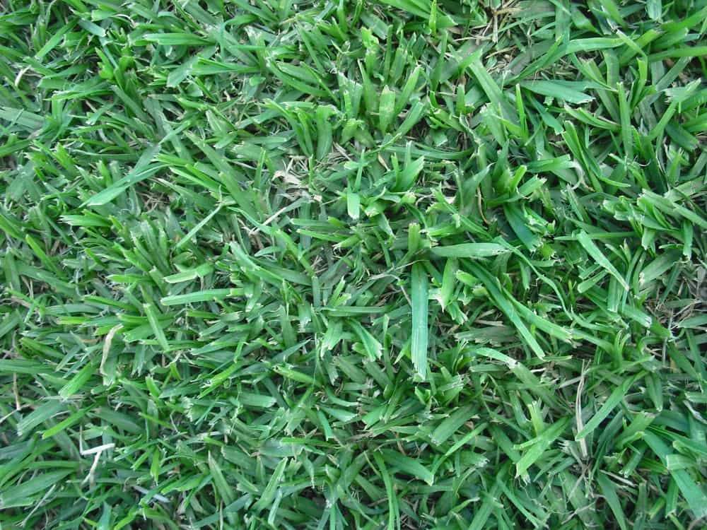 Lawn installers Kikuyu-Lawn